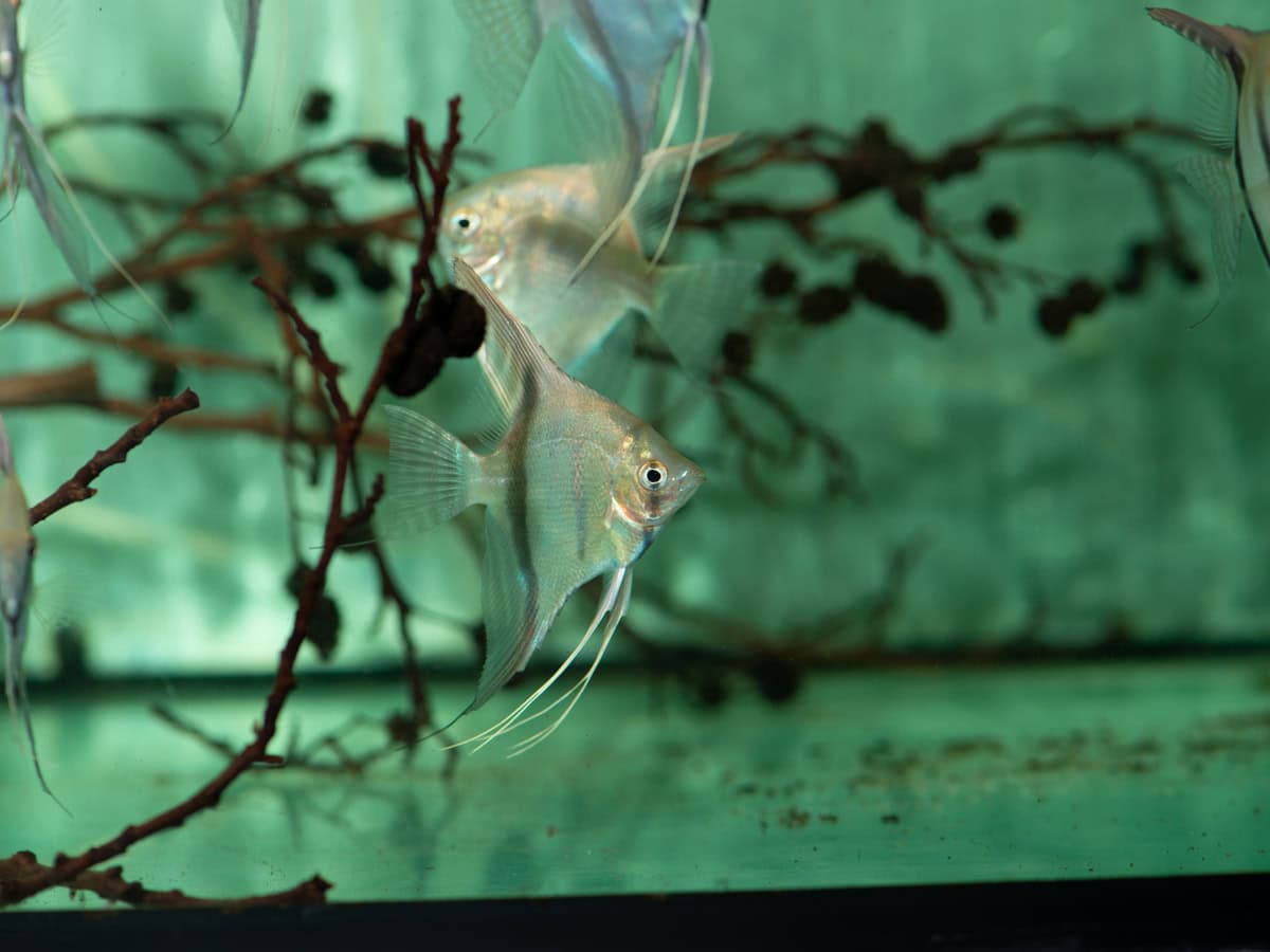 ZJ2231 Pterophyllum scalare "Red Spotted" - Skalar-Red-Spotted-Guyana, DNZ