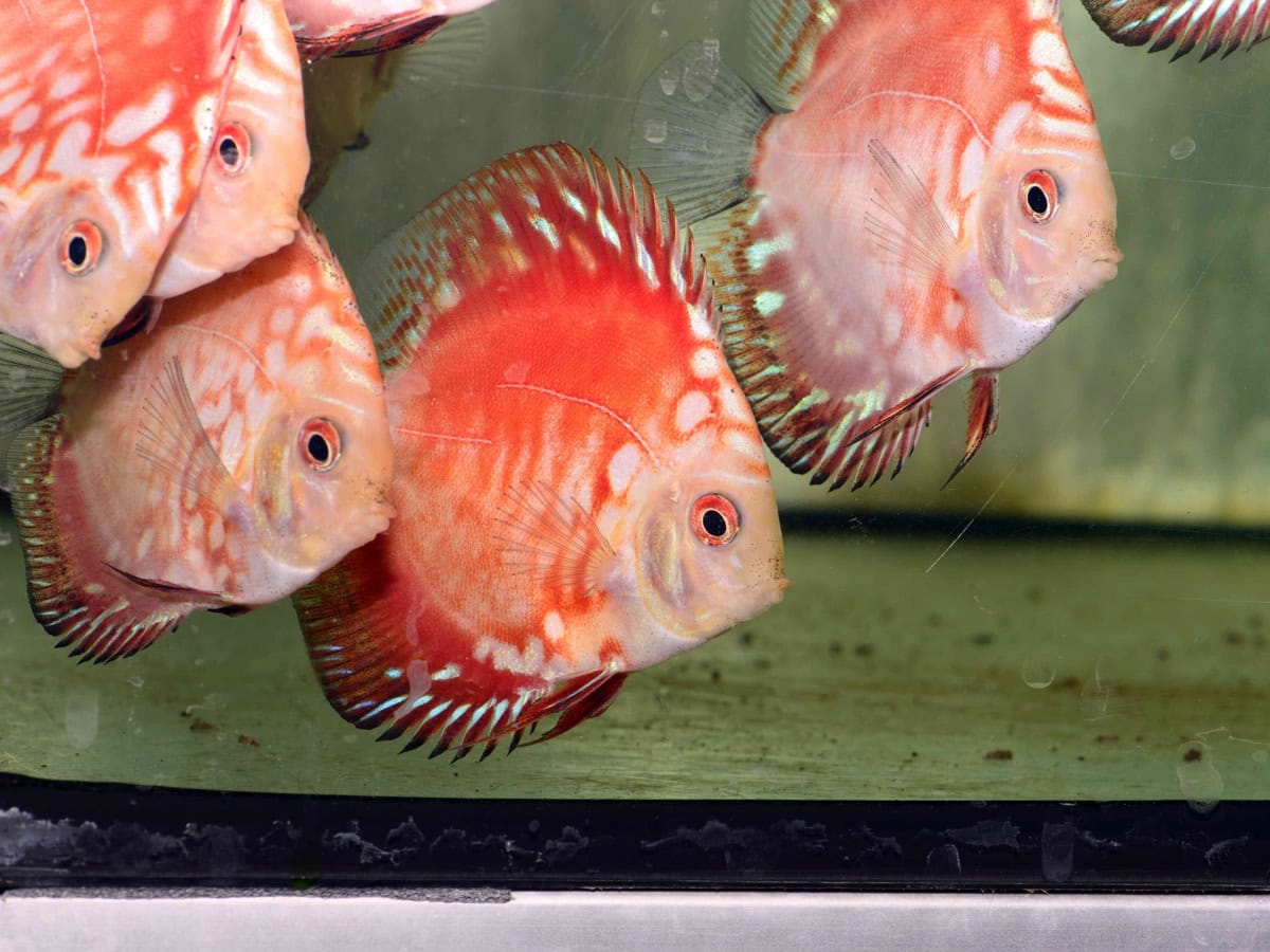 Symphys. aequifasciatus "Pigeon Panda" - Diskus-Pigeon-Red-Panda, NZ-VNM