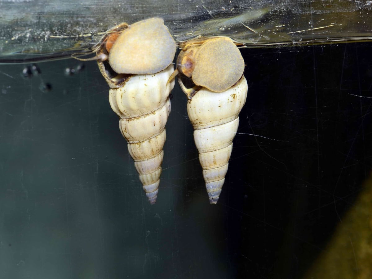 Brotia herculea "White" - Weiße Herkulesschnecke, WF