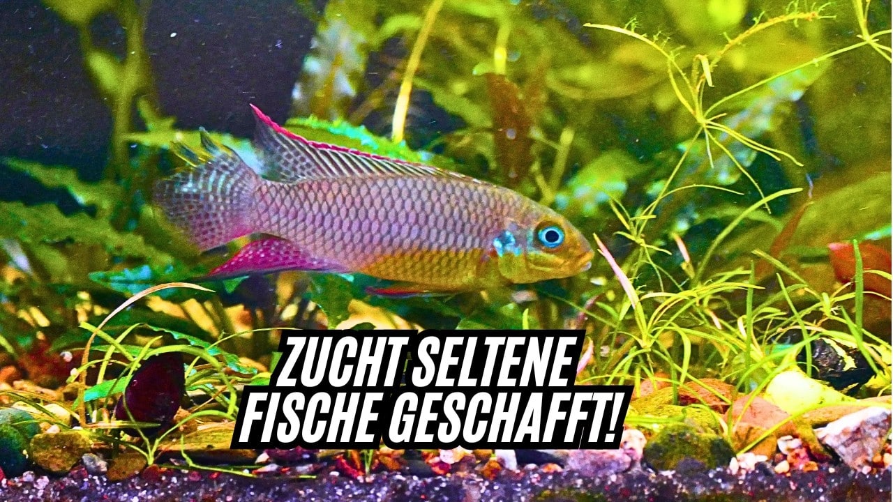 Tobis Aquaristikexzesse Video Tipp: Geheimnisse der Fischzucht – Kuckuckswelse & seltene Buntbarsche im Fokus