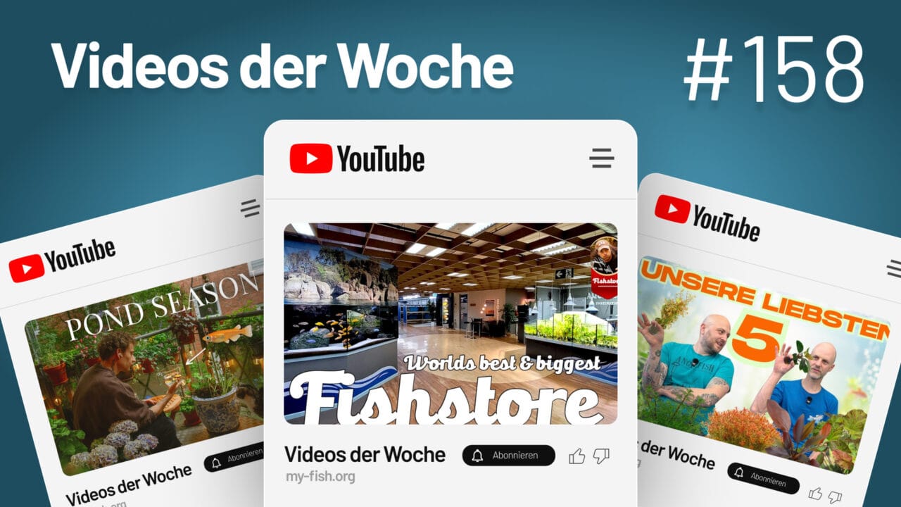 Youtube - Videos der Woche 158