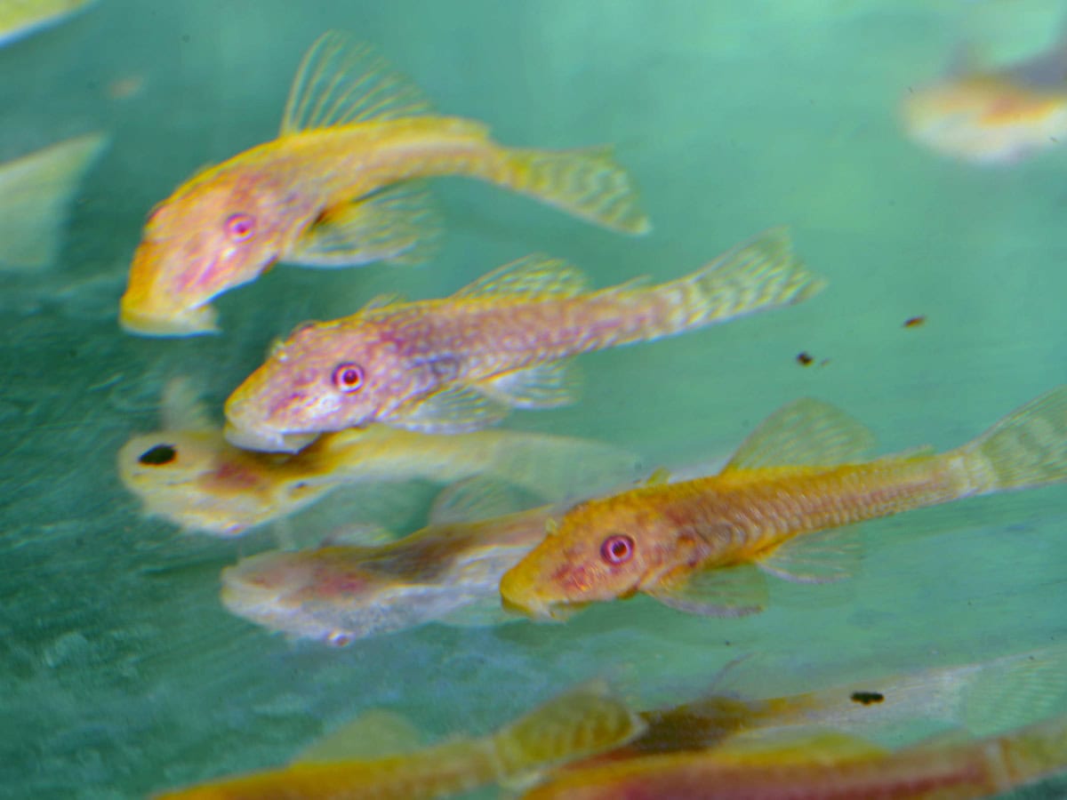 Ancistrus sp. "Gold" - Antennenwels-Gold, NZ