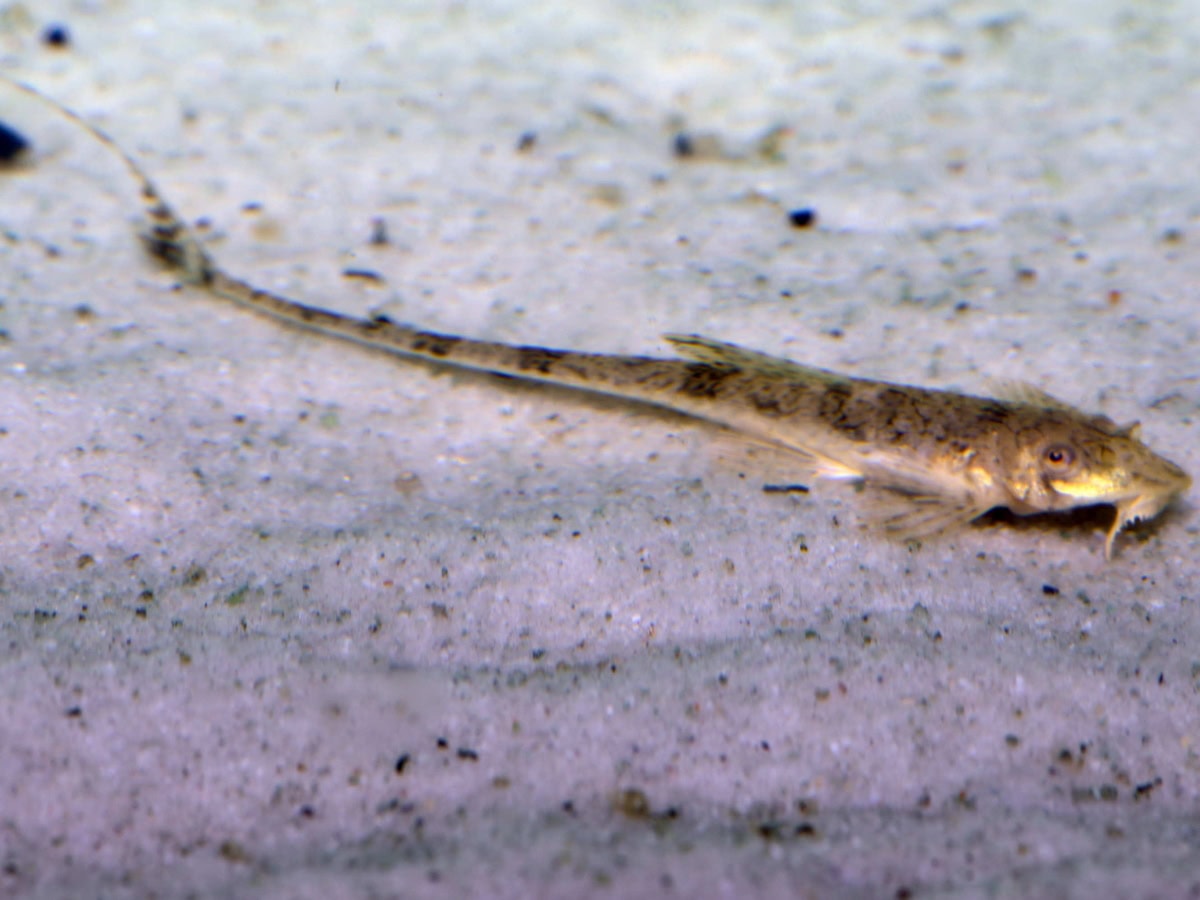 Rineloricaria beni - Zwerg-Hexenwels, DNZ