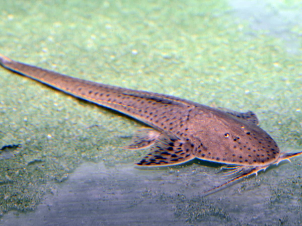 Planiloricaria cryptodon - Rundkopf-Flunderharnischwels, WF