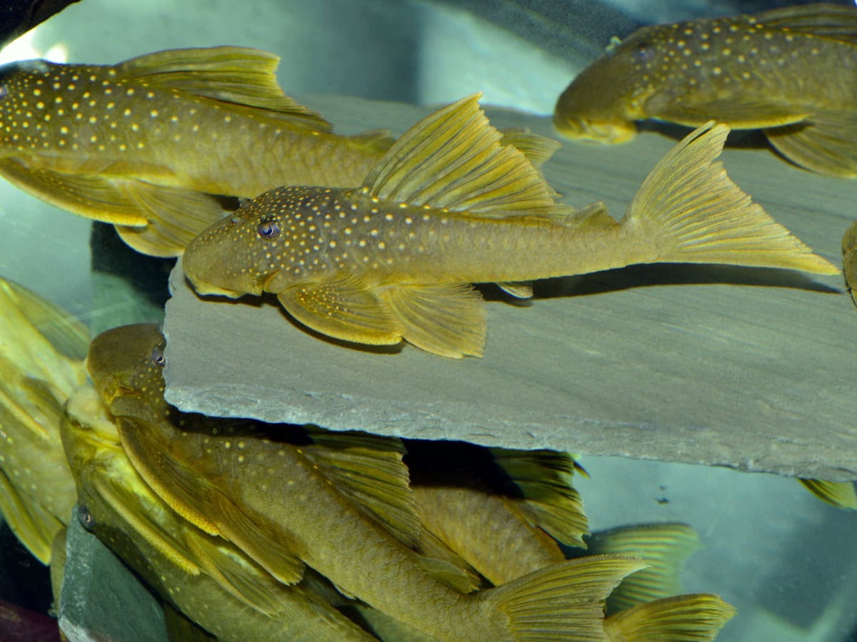 Hemiancistrus subviridis - L 200 Gelber Phantomwels, WF