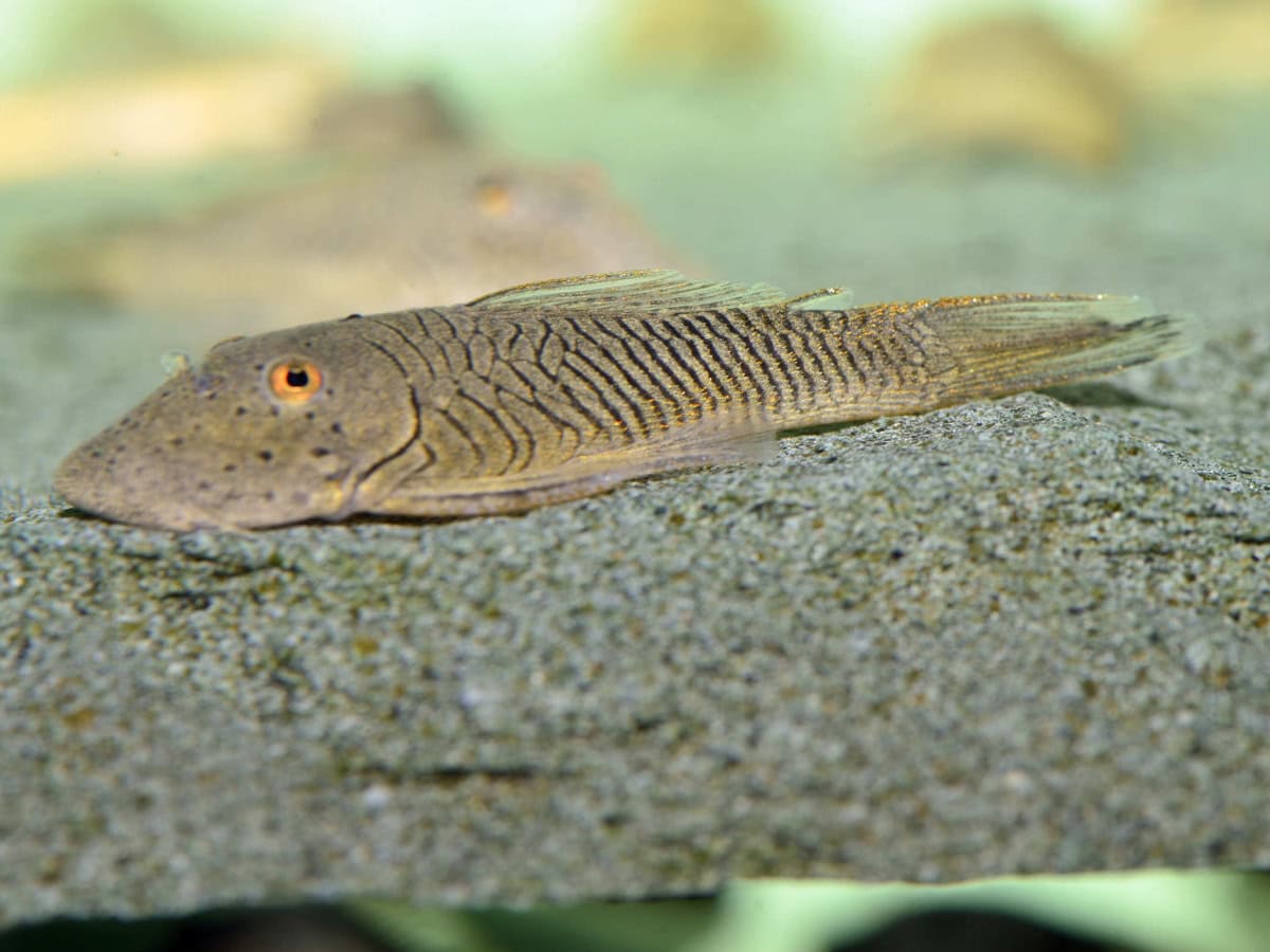 Chaetostoma formosae/dorsale - L 444/L 443 Gebirgsharnischwels, WF