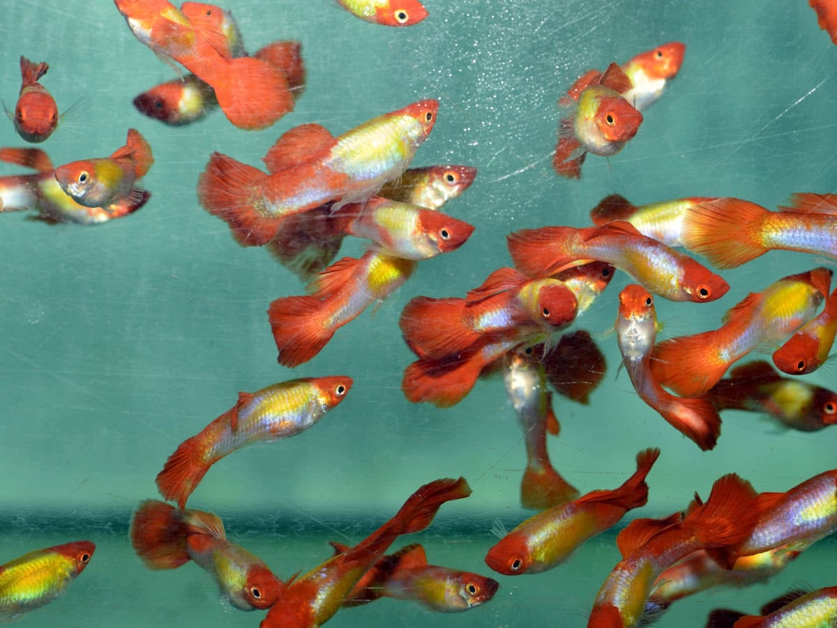 Poecilia reticulata "Koi-Metallic" - Guppy-Mann-Koi-Metallic, NZ-LKA