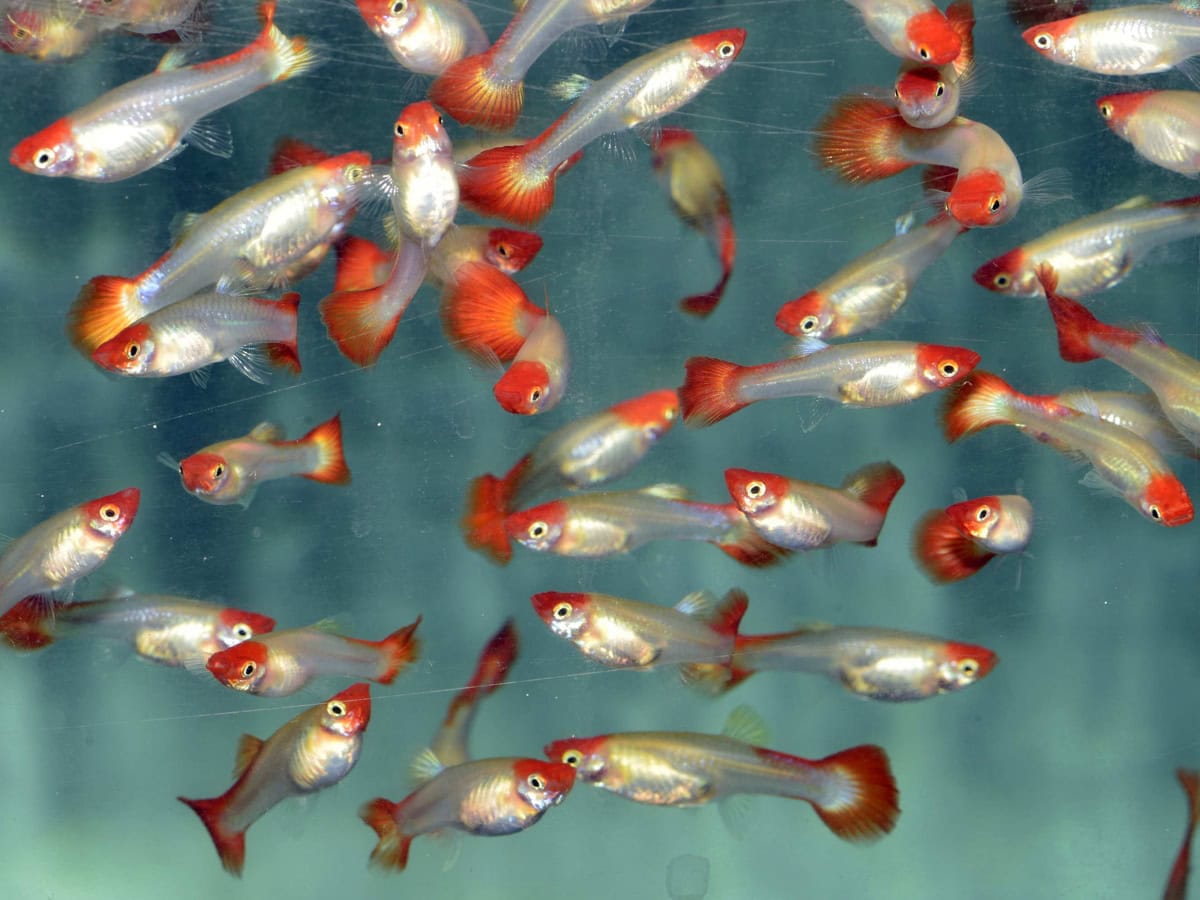 Poecilia reticulata "W-Koi-Metallic" - Guppy-Weibchen-Koi-Metallic, NZ-LKA
