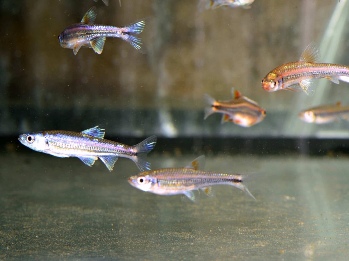 Notropis chrosomus - Regenbogen-Elritze, SHOW, EUNZ