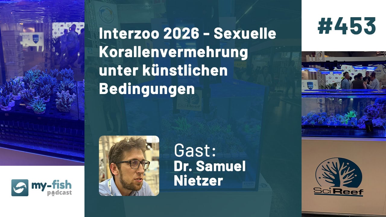 my-fish Podcast 453: Interzoo 2026 - Sexuelle Korallenvermehrung unter künstlichen Bedingungen (Dr. Samuel Nietzer)