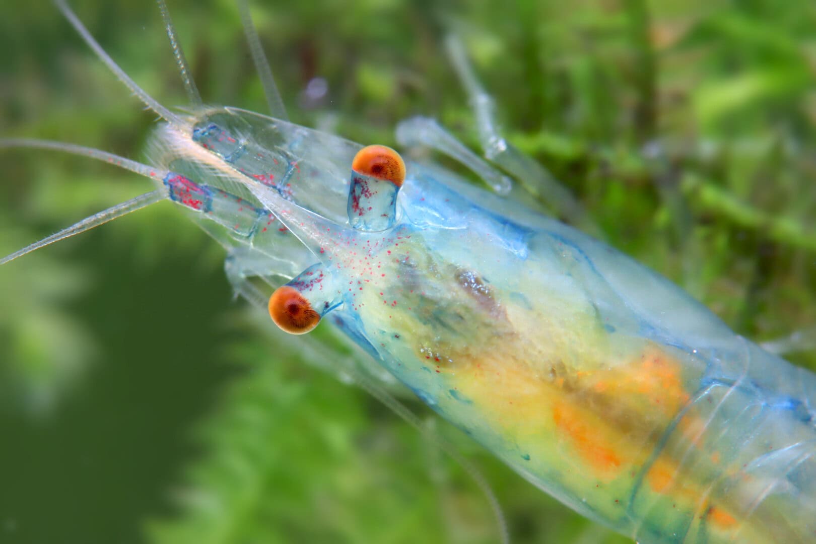 CAR2026 01 S2 Michael Haesler 05 Blue Jelly mit orangefarbenen Augen sind eine weitere neue Entwicklung bei den Neocaridina. Foto: Chris Lukhaup