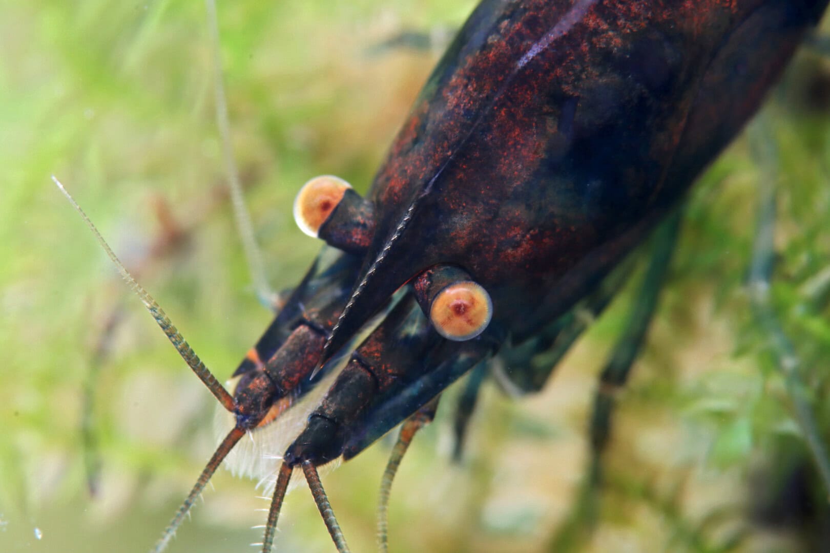 CAR2026 01 S2 Michael Haesler 07 Die orangene Farbe der Augen bei Neocaridina liegt wie bei Caridina an fehlenden Pigmenten, führt jedoch nicht zu Blindheit. Foto: Chris Lukhaup