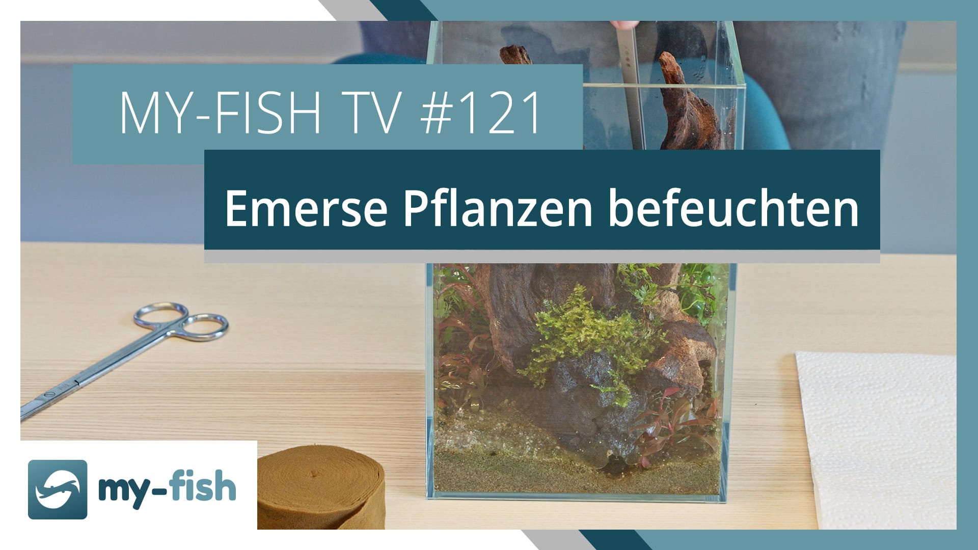 Emerse Pflanzen über dem Aquarium feucht halten | my-fish TV #121