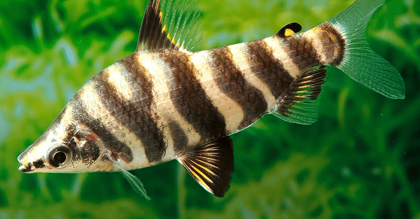 Abramites hypselonotus