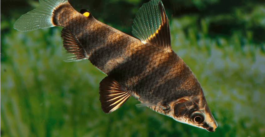 Abramites hypselonotus
