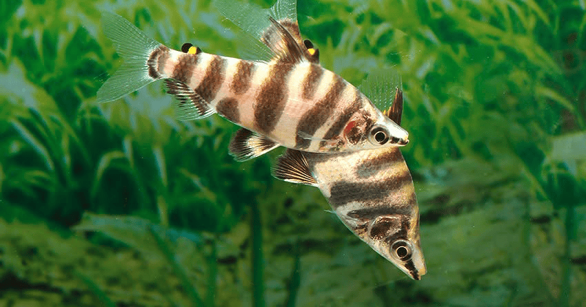 Abramites hypselonotus