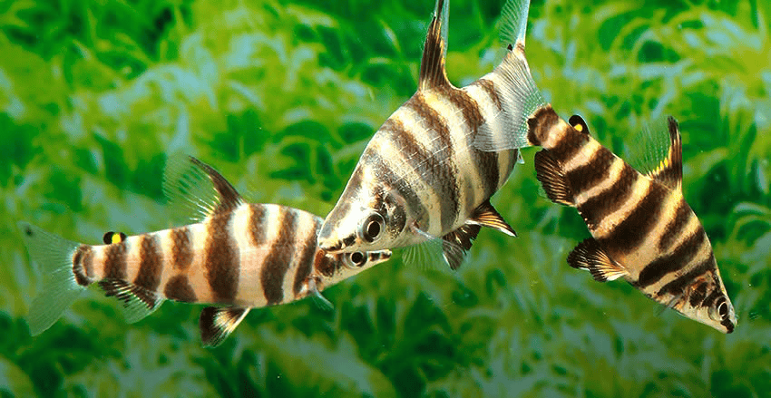 Abramites hypselonotus