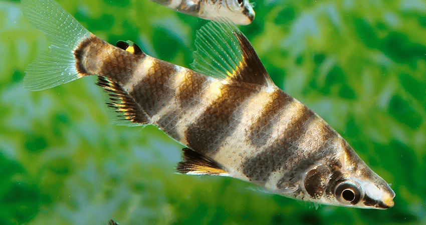 Abramites hypselonotus