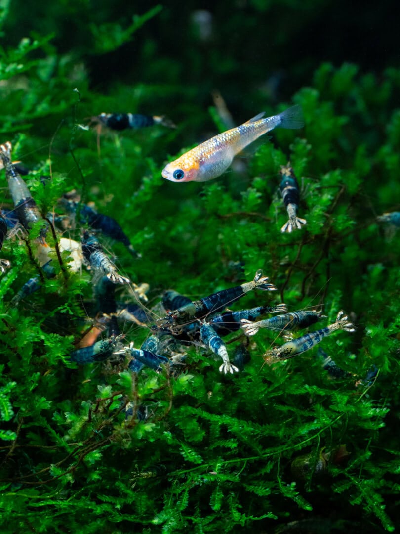 CAR2026 02 199 Medaka und Garnelen 06 Medaka „Agrias Lamé Longfin“ mit Caridina sp. „Ocean Blue Taitibee“ in perfekter farblicher Abstimmung. Foto: Detlef Buisker
