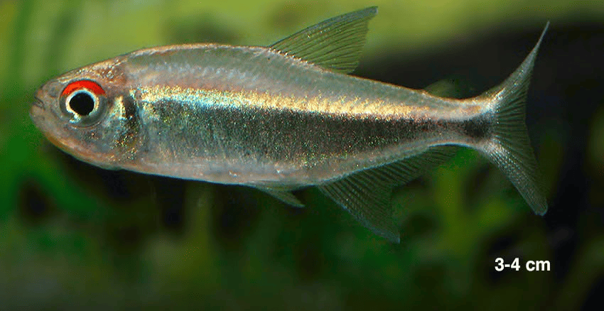Hemigrammus sp. aff. hyanuary