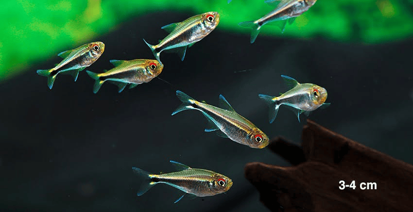Hemigrammus sp. aff. hyanuary
