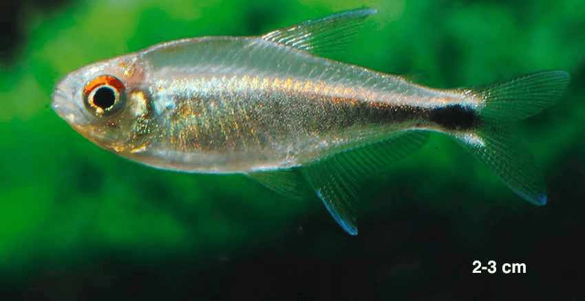 Hemigrammus sp. aff. hyanuary