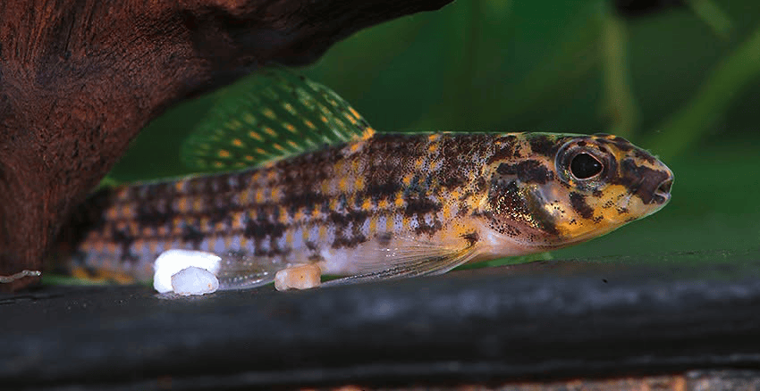 Melanocharacidium dispilomma