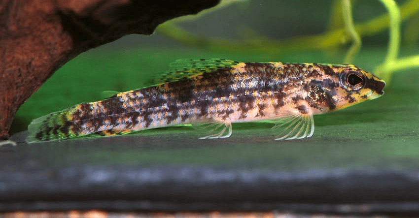 Melanocharacidium dispilomma