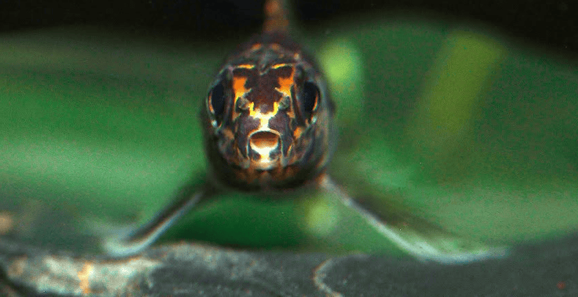 Melanocharacidium dispilomma
