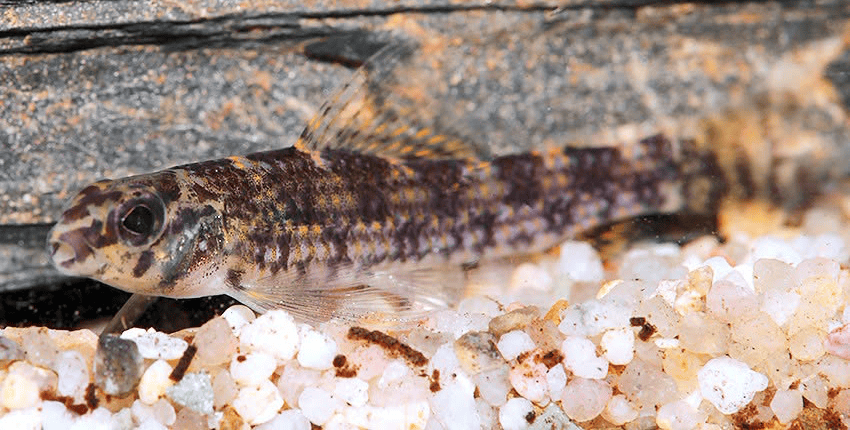 Melanocharacidium dispilomma