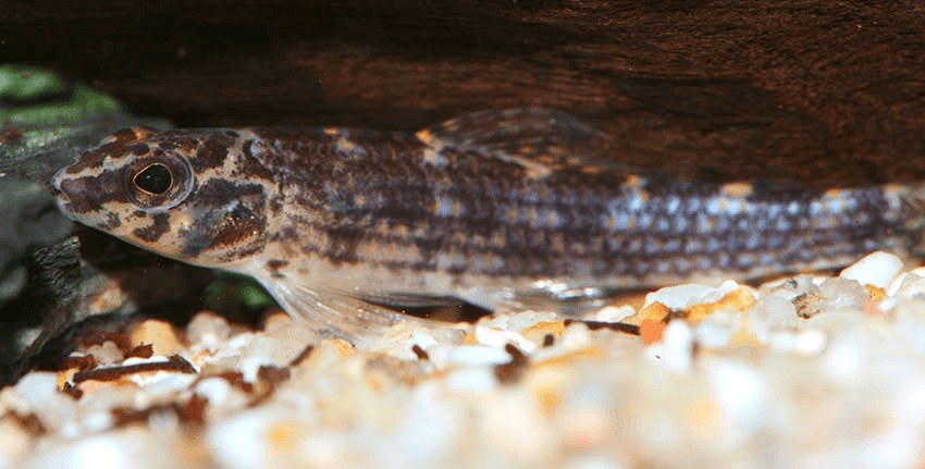 Melanocharacidium dispilomma