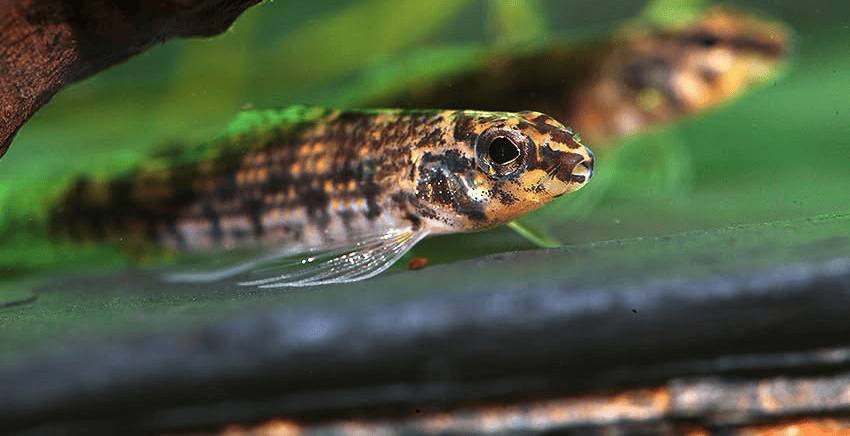 Melanocharacidium dispilomma