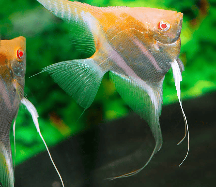 Pterophyllum Albino Rotrücken