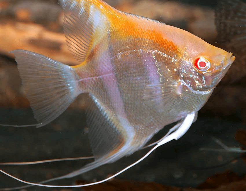 Pterophyllum Albino Rotrücken
