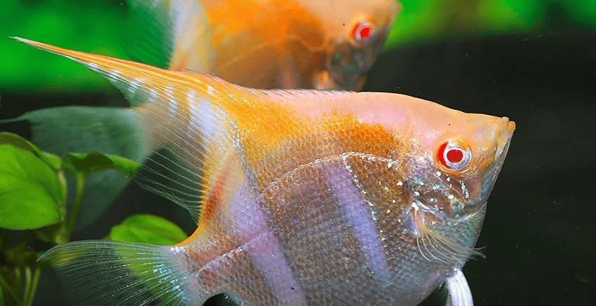 Pterophyllum Albino Rotrücken