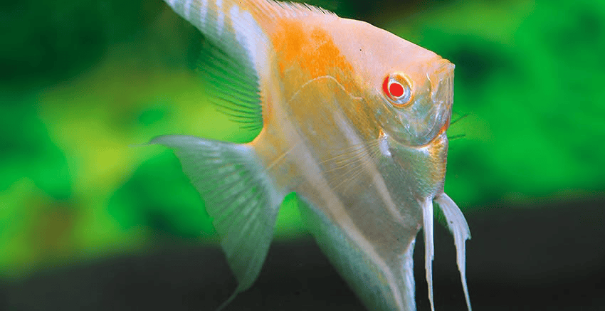 Pterophyllum Albino Rotrücken