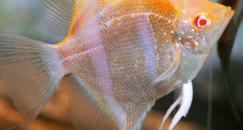 Pterophyllum Albino Rotrücken