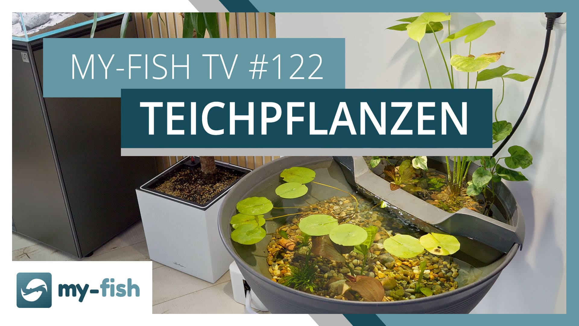 Teichpflanzen, die aus dem Aquarium heraus wachen | my-fish TV #122