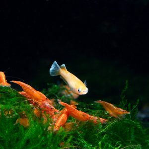 Ohne Moos nix los: Medaka „Red Cliff Widefin“ und Neocaridina davidi „Orange Sakura“ Foto: Detlef Buisker