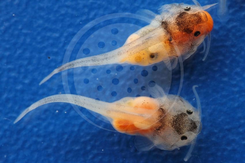 Jungfische in der Aufzucht