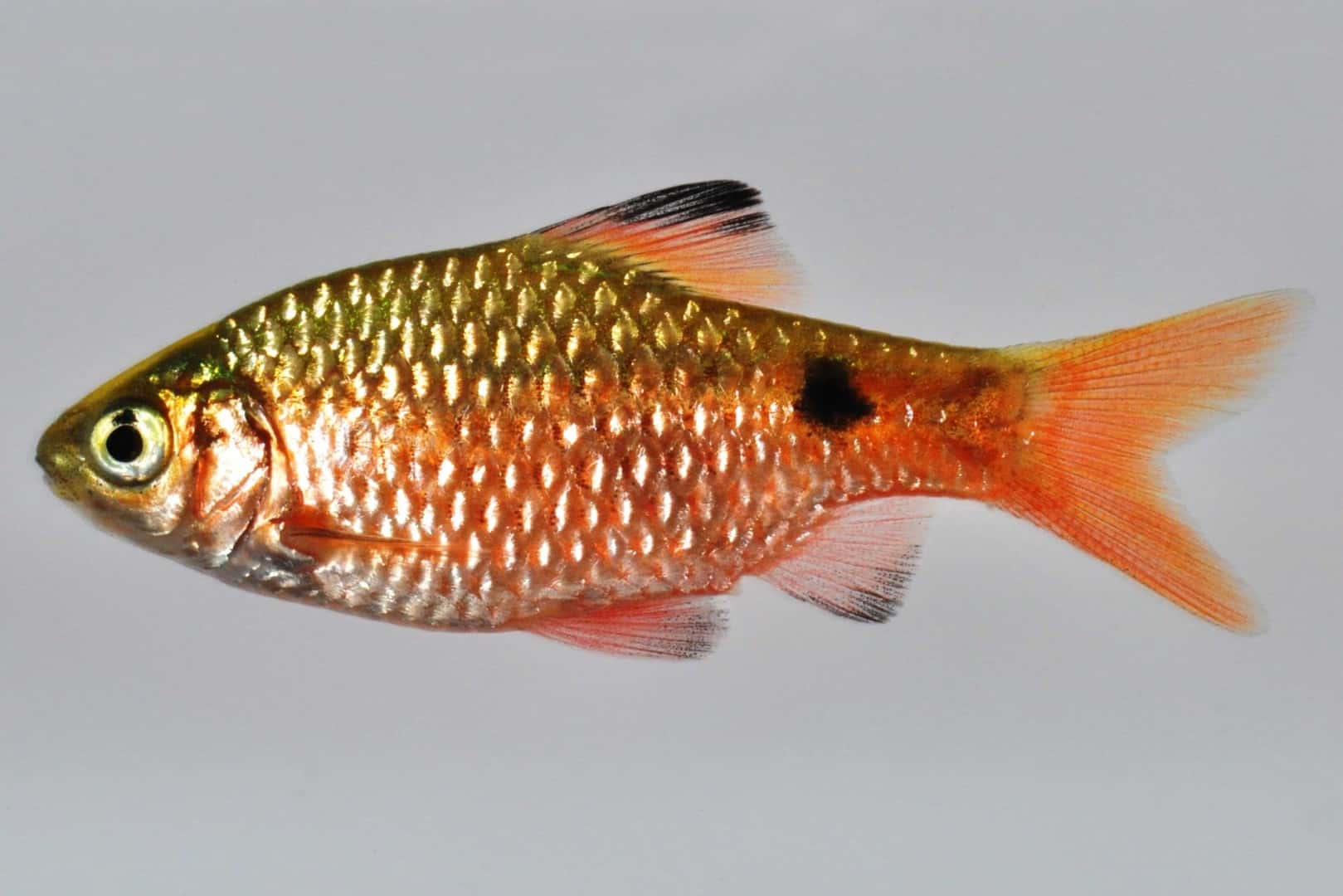 Prachtbarbe