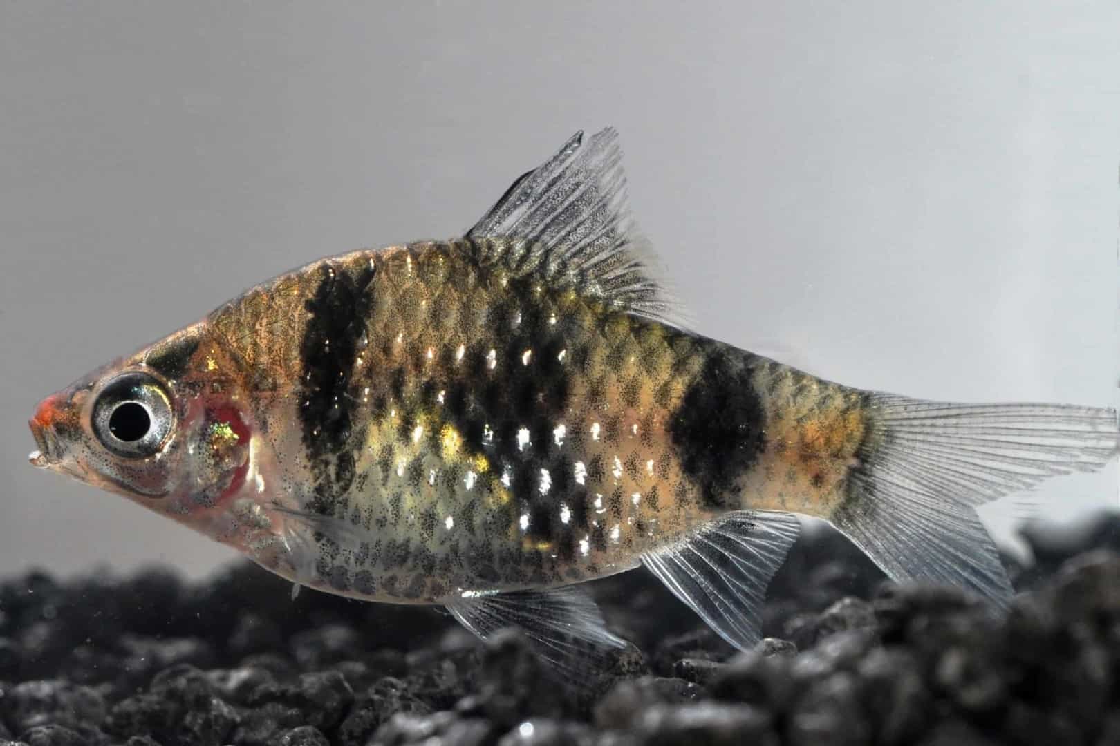 Purpurkopfbarbe