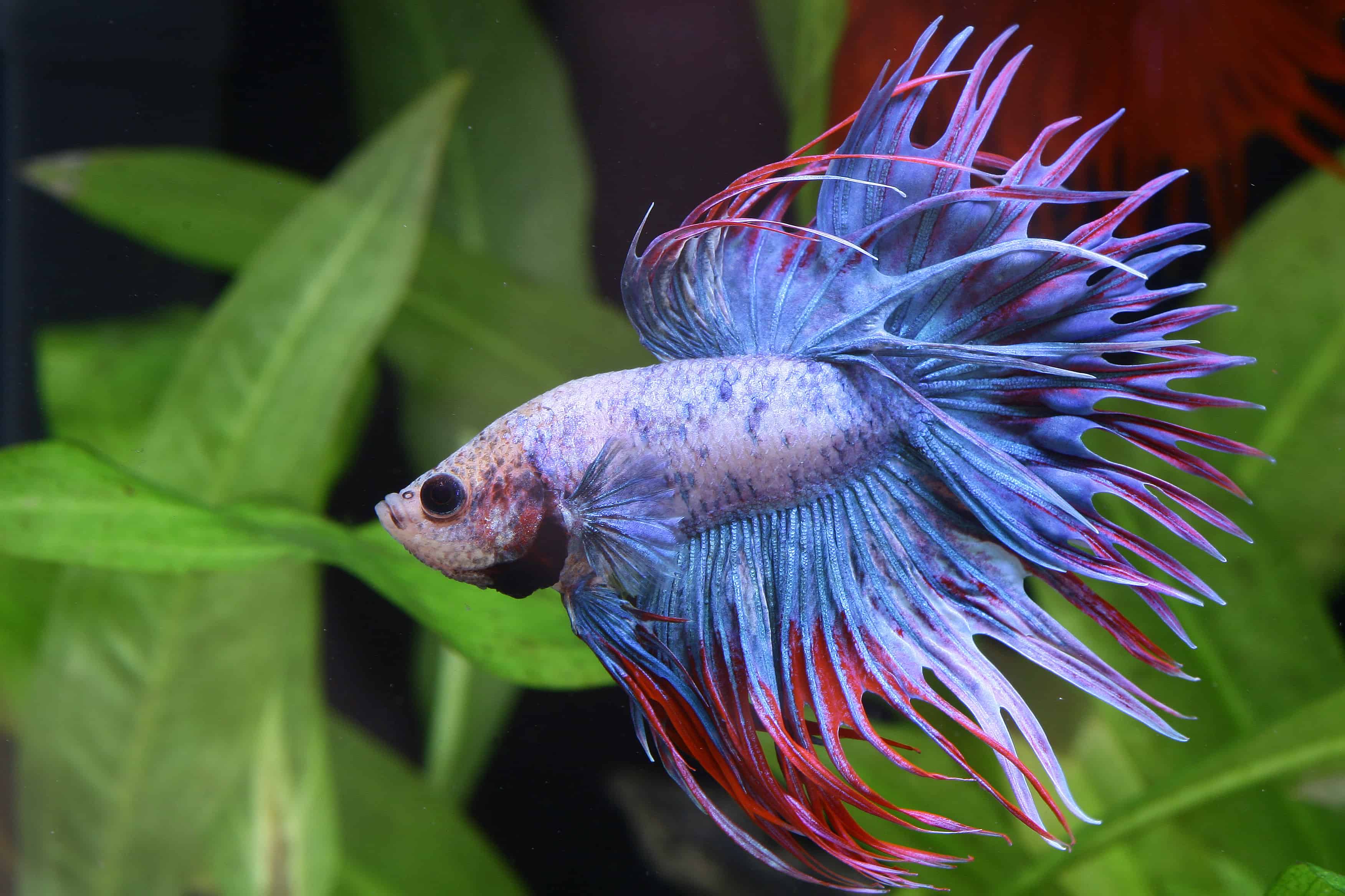 Betta splendens - Siamesischer Kampffisch.