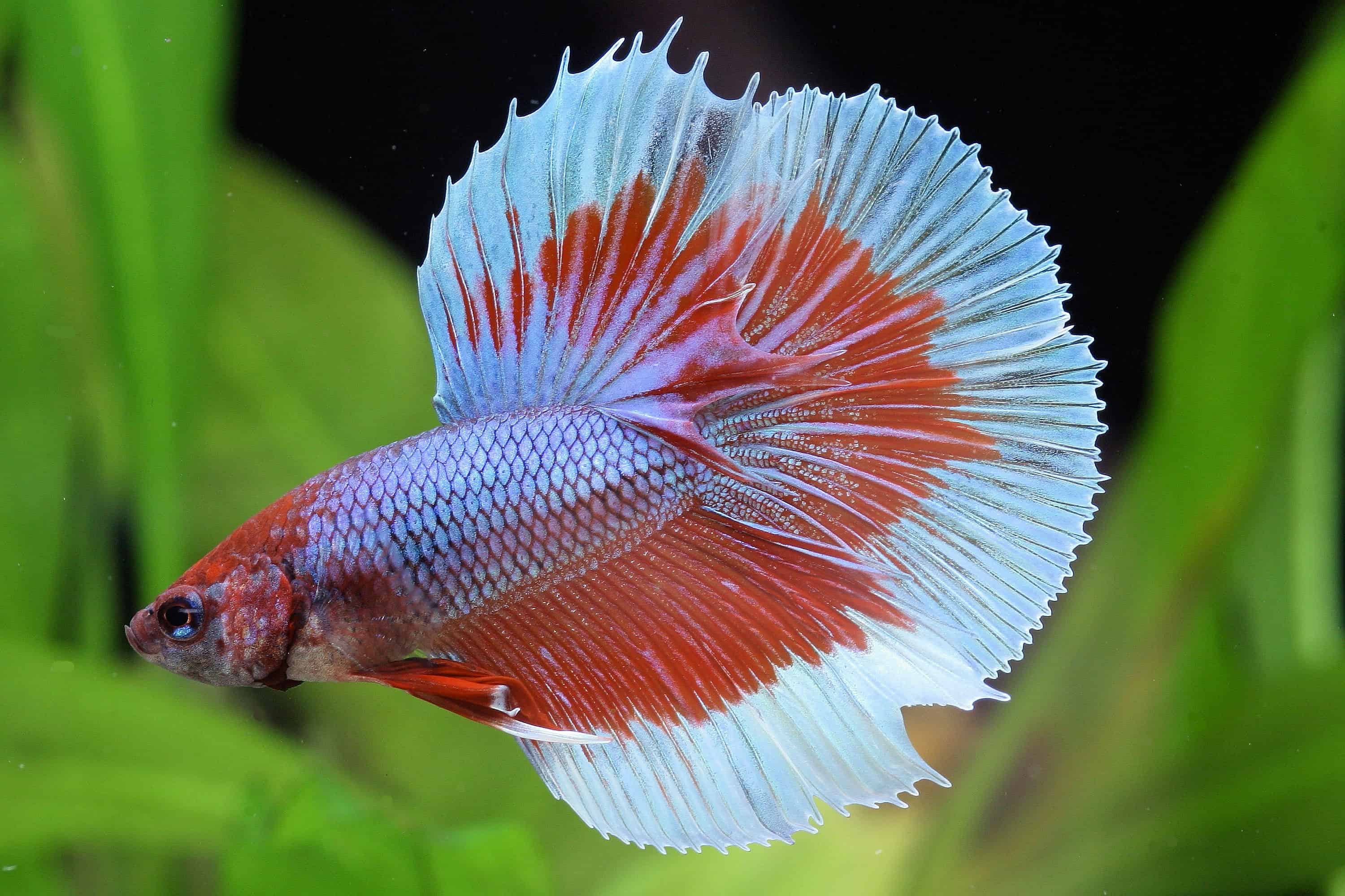 Betta Splendens Siamesischer Kampffisch My fish Aus Freude An Der 