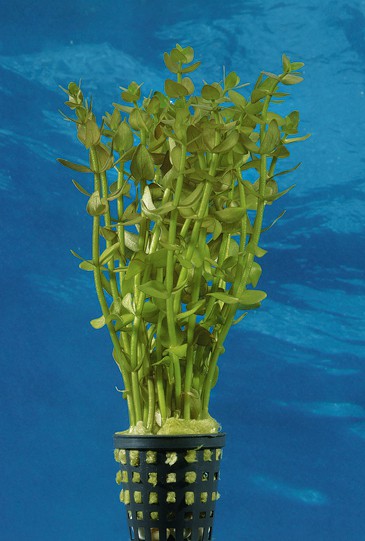 Bacopa caroliniana submers