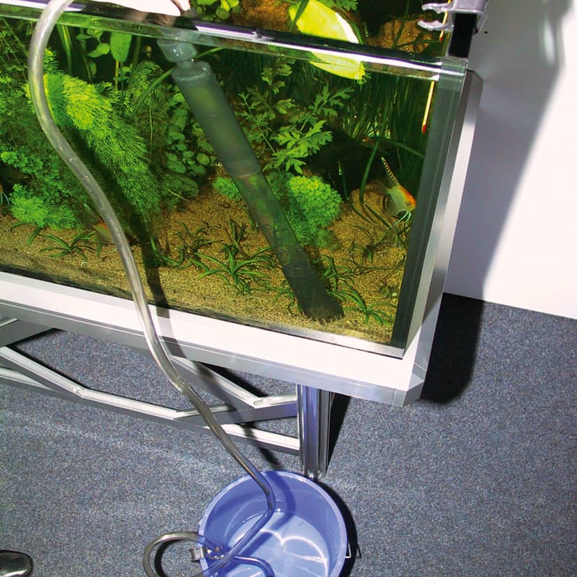 Frösche im Aquarium: Wie lassen sich Amphibien artgerecht halten? 3