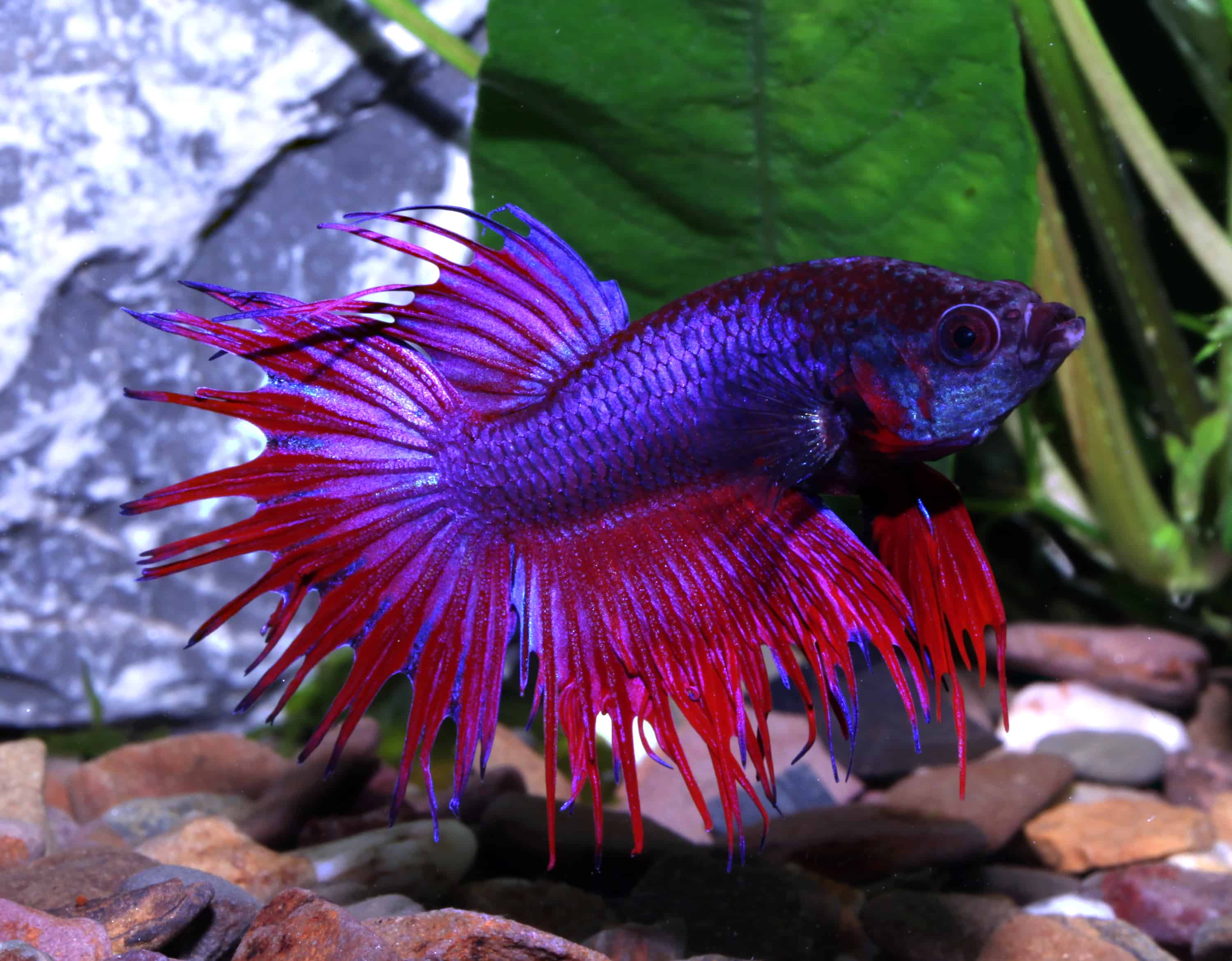 Betta Splendens Siamesischer Kampffisch My fish Aus Freude An Der 