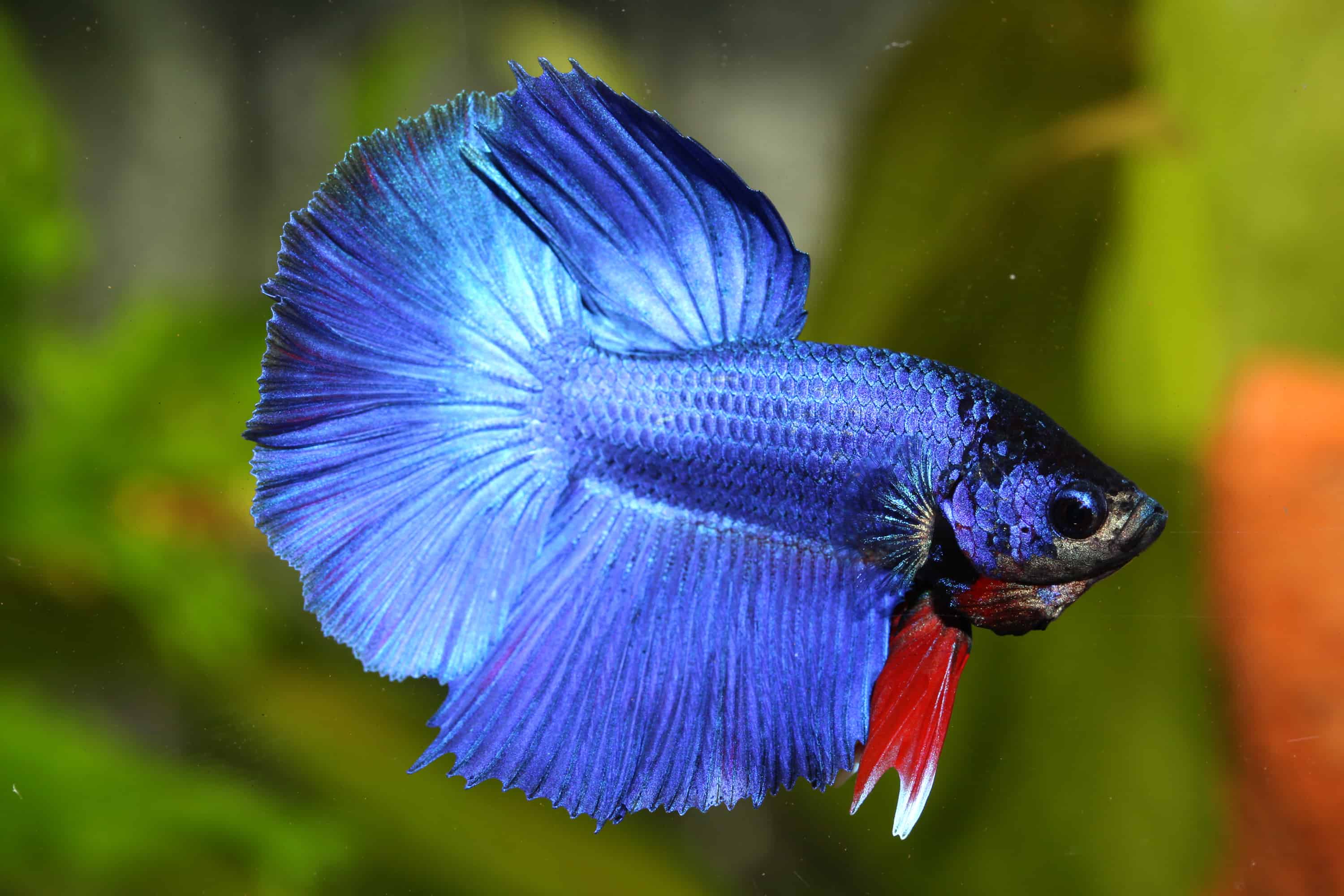 Betta Splendens