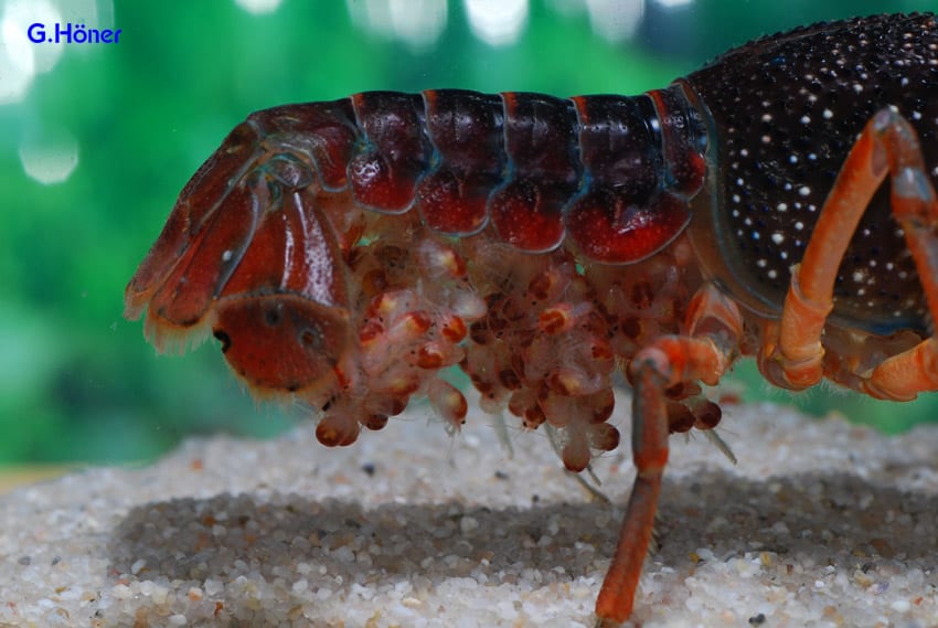 Procambarus clarkii - Roter Flusskrebs 5