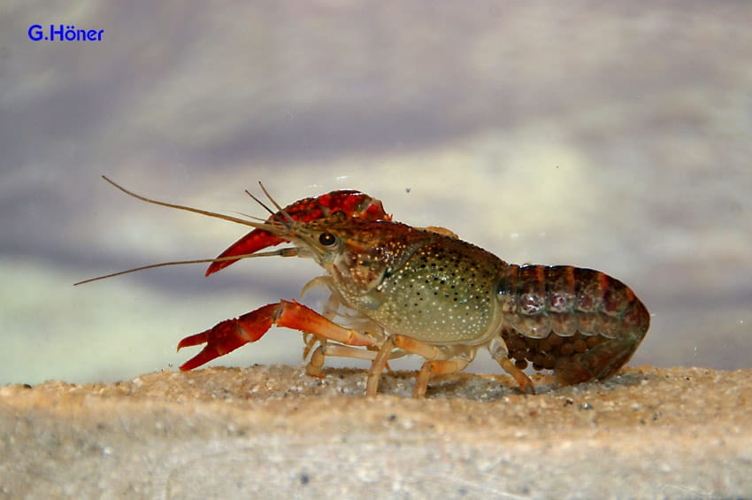 Procambarus clarkii - Roter Flusskrebs 7